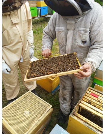 Stage apiculture bio de montagne en chartreuse
